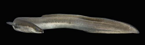 American Eel (Anguilla rostrata)