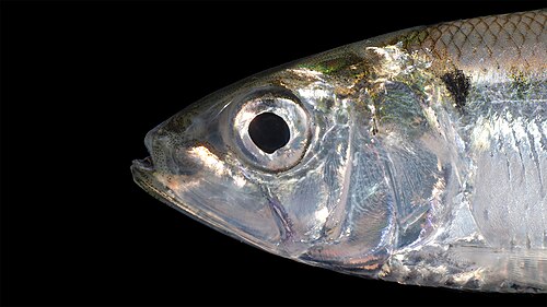 American Shad (Alosa sapidissima)