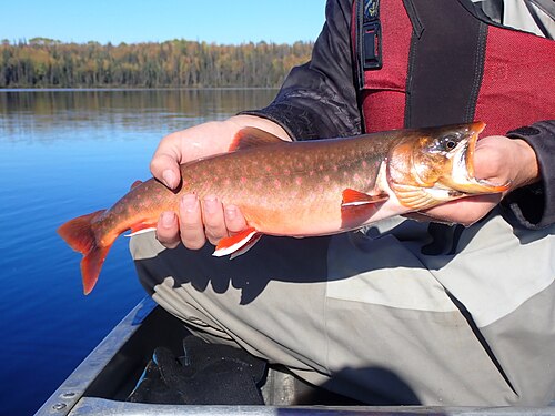Arctic Char (Salvelinus alpinus)