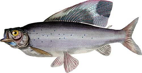 Arctic Grayling (Thymallus arcticus)