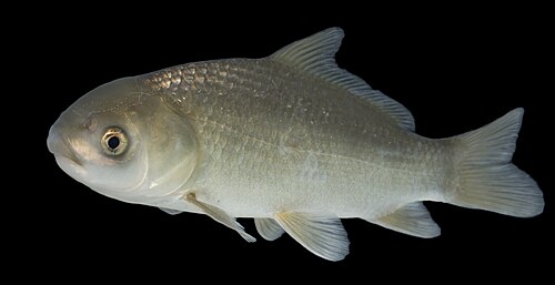 Bigmouth Buffalo (Ictiobus cyprinellus)