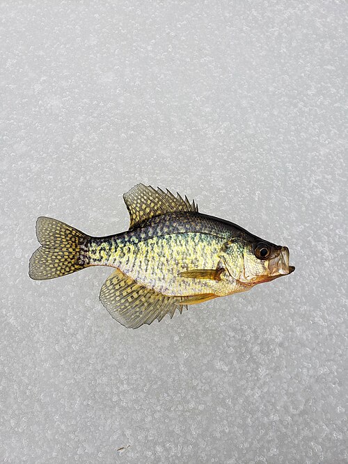 Black Crappie (Pomoxis nigromaculatus)