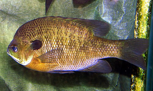 Bluegill & Pumpkinseed (Lepomis macrochirus & L. gibbosus)