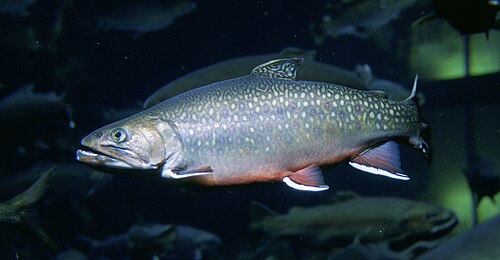 Brook Trout (Salvelinus fontinalis)