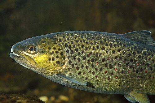 Brown Trout (Salmo trutta)