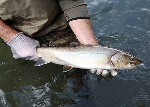 Bull Trout (Salvelinus confluentus)