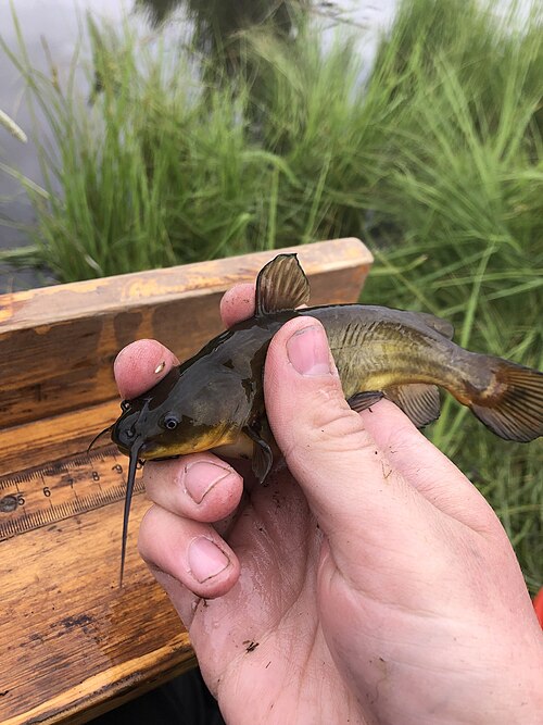 Bullhead (Ameiurus species (Black/Yellow/Brown Bullhead))
