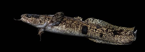 Burbot (Lota lota)