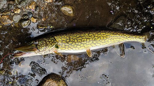 Chain Pickerel (Esox niger)