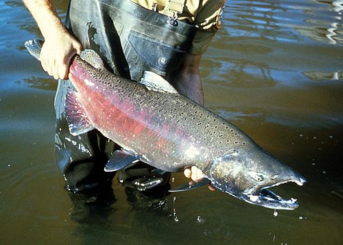 Chinook Salmon (Oncorhynchus tshawytscha)