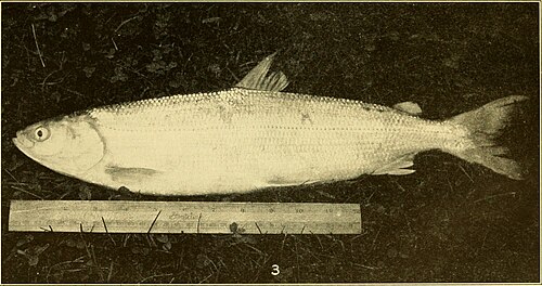 Cisco (Lake Herring) (Coregonus artedi)