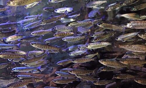 Coho Salmon (Oncorhynchus kisutch)