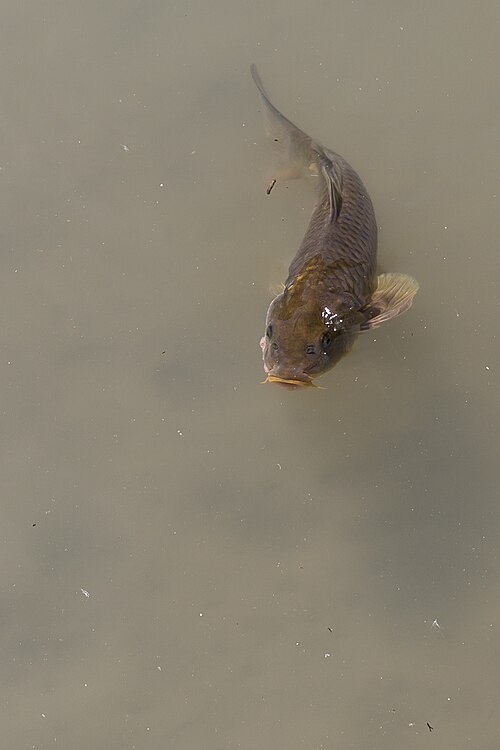 Common Carp (Cyprinus carpio)