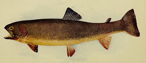 Cutthroat Trout (Oncorhynchus clarkii)