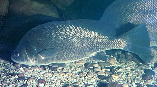 Freshwater Drum (Aplodinotus grunniens)