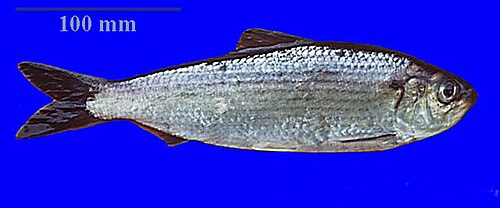 Gaspereau (Alewife) (Alosa pseudoharengus)
