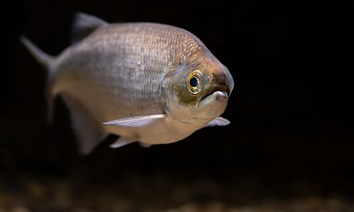 Goldeye (Hiodon alosoides)