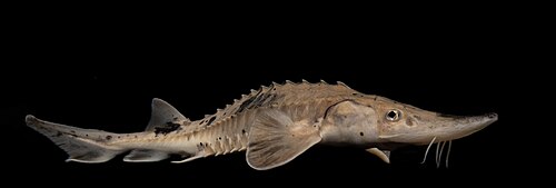 Lake Sturgeon (Acipenser fulvescens)