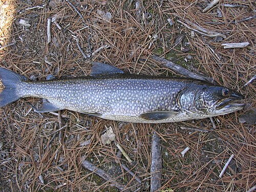 Lake Trout (Salvelinus namaycush)