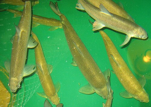Lake Whitefish (Coregonus clupeaformis)