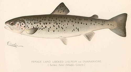 Landlocked Atlantic Salmon (Salmo salar (landlocked form))