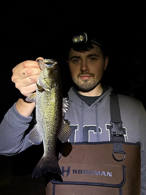 Largemouth Bass (Micropterus salmoides)