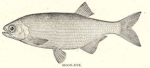 Mooneye (Hiodon tergisus)