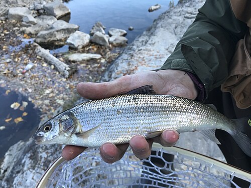 Mountain Whitefish (Prosopium williamsoni)