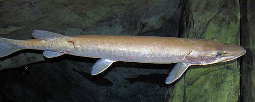 Muskellunge (Esox masquinongy)