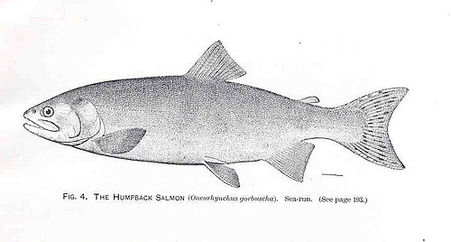 Pink Salmon (Oncorhynchus gorbuscha)