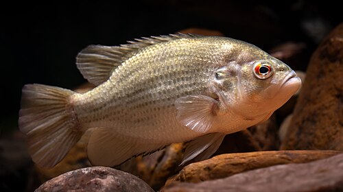 Rock Bass (Ambloplites rupestris)