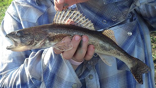 Sauger (Sander canadensis)