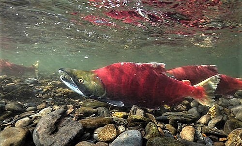 Sockeye Salmon (Oncorhynchus nerka)