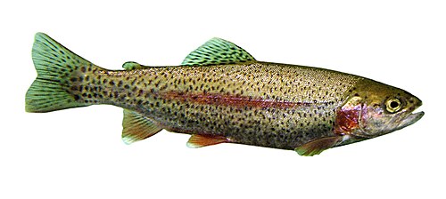 Steelhead (Oncorhynchus mykiss (anadromous))