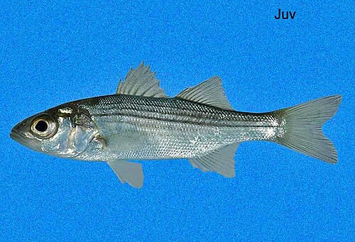 Striped Bass (Morone saxatilis)