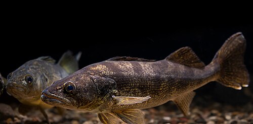 Walleye (Sander vitreus)