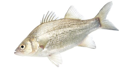 White Bass (Morone chrysops)