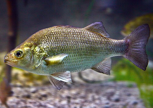 White Perch (Morone americana)