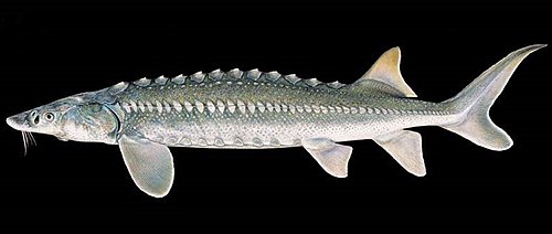 White Sturgeon (Acipenser transmontanus)