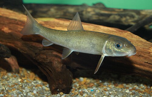 White Sucker (Catostomus commersonii)