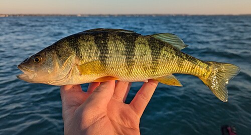 Yellow Perch (Perca flavescens)
